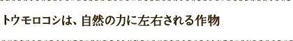 トウモロコシは、自然の力に左右される作物