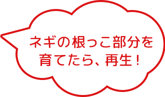 ネギの根っこ部分を育てたら、再生