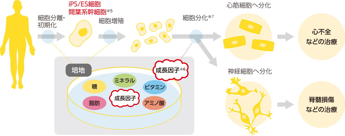 再生医療における培地の役割の図