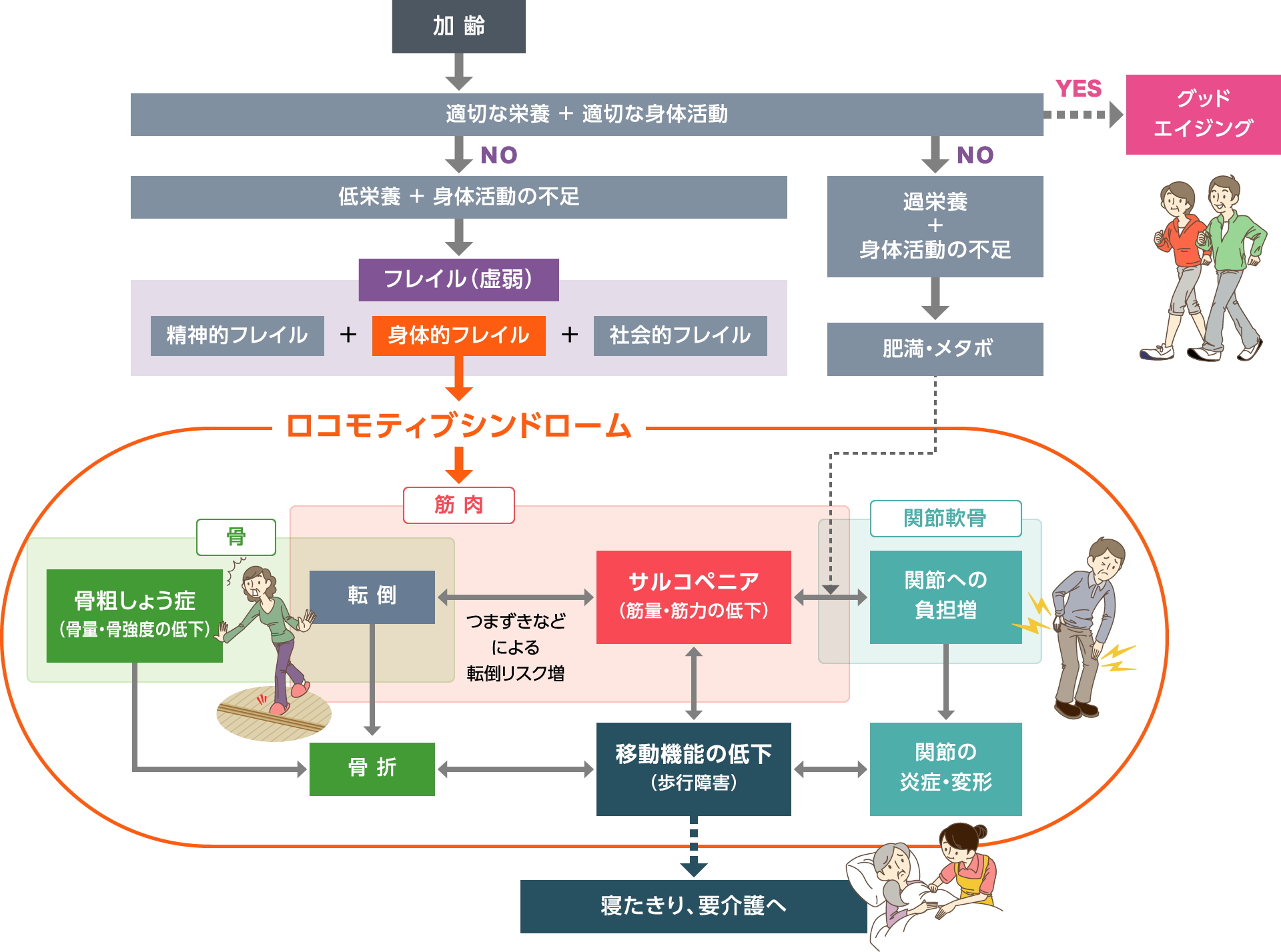 アクティブライフの実現には、筋肉量の維持・増加が非常に重要