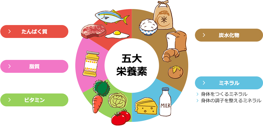 五大栄養素覚え方 | 五大栄養素 小学生向け – TJTO
