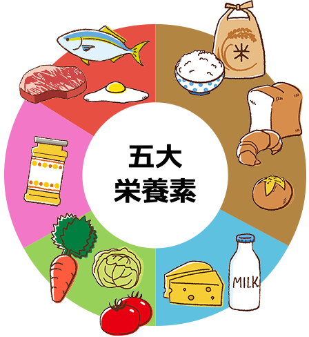 五大栄養素イメージ図