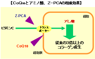 ＣｏＱ10とアミノ酸、Ｚ−ＰＣＡの相乗効果