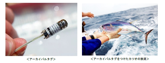 太平洋沿岸カツオ標識放流共同調査 第３回 生物多様性 日本アワード 優秀賞を受賞