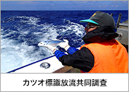 カツオ標識放流共同調査