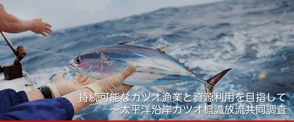 持続可能なカツオ漁業と資源利用を目指して 〜太平洋沿岸カツオ標識放流共同調査
