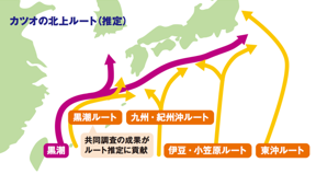 調査から推定されたカツオの北上ルート