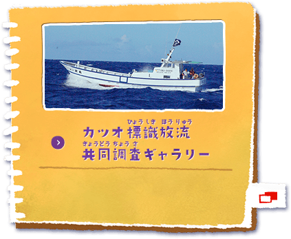 カツオ標識放流共同調査ギャラリー