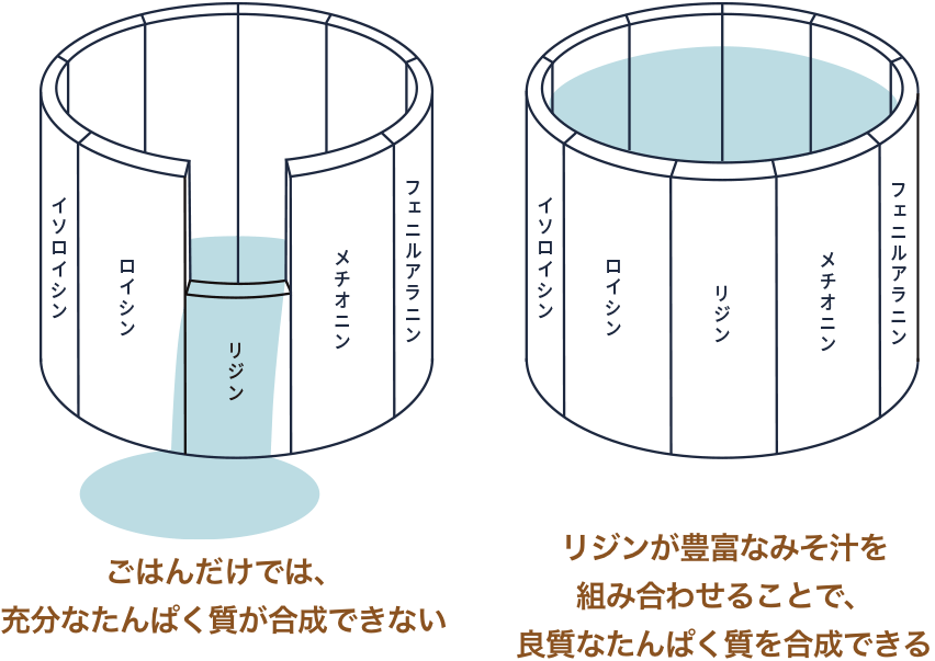 ごはんだけでは、充分なたんぱく質が合成できない リジンが豊富なみそ汁を組み合わせることで、良質なたんぱく質を合成できる