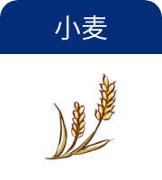 小麦