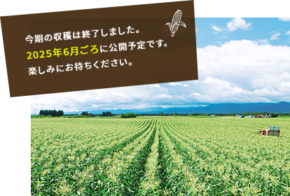 今期の収穫は終了しました。2025年6月ごろに公開予定です。楽しみにお待ちください。