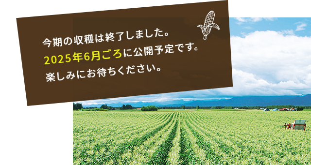 今期の収穫は終了しました。2025年6月ごろに公開予定です。楽しみにお待ちください。