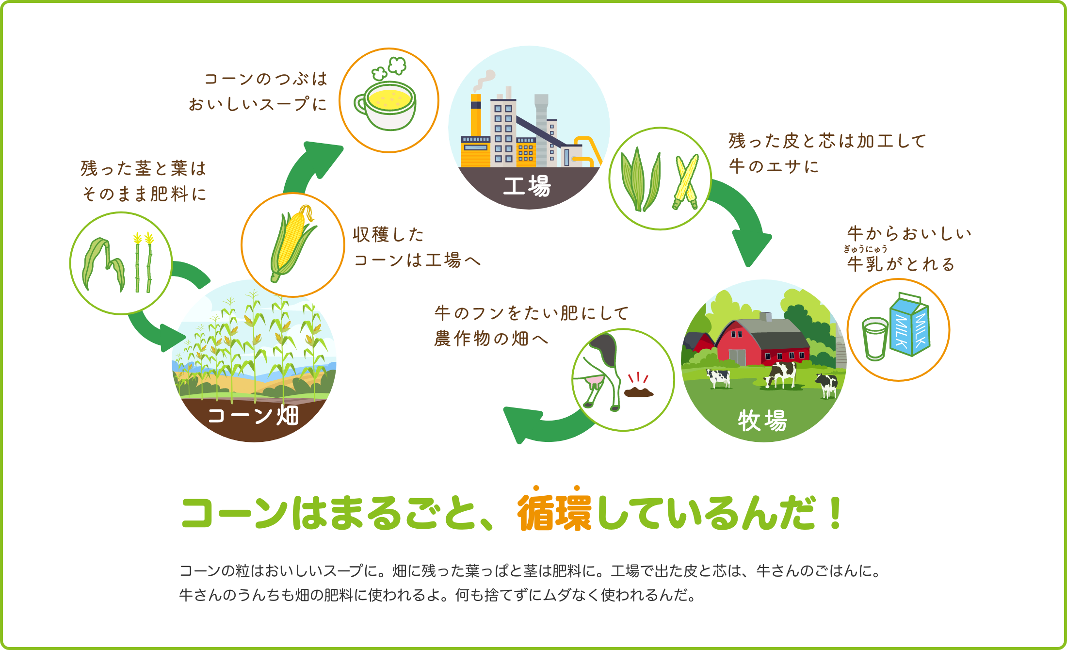 「コーンはまるごと、循環しているんだ！」コーンの粒はおいしいスープに。畑に残った葉っぱと茎は肥料に。工場で出た皮と芯は、牛さんのごはんに。牛さんのうんちも畑の肥料に使われるよ。何も捨てずに無駄なく使われるんだ。
