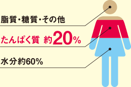 脂質・糖質・その他
たんぱく質 約20%
水分 約60%