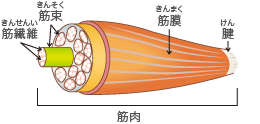 筋肉の構造図
