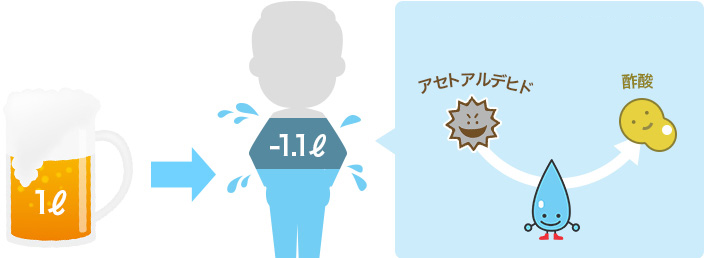1ℓのビールを飲むと1.1Lの水分が出ていくと言われています