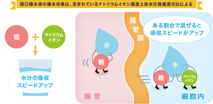 図4 経口補水液の補水効果は、含まれているナトリウムイオン濃度と炭水化物濃度の比による