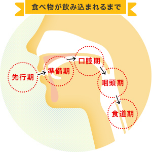 食べ物が飲み込まれるまで