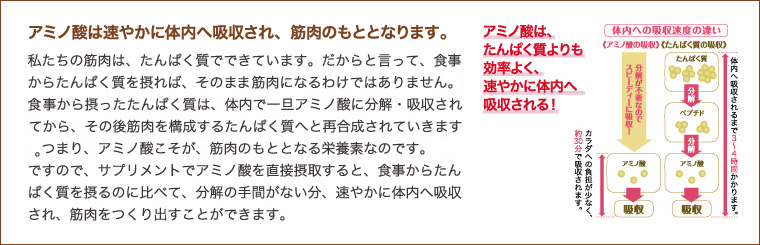 アミノ酸は速やかに体内に吸収され、筋肉のもととなります。