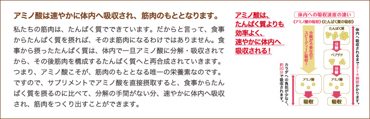 アミノ酸は速やかに体内に吸収され、筋肉のもととなります。