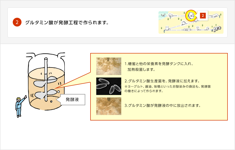 グルタミン酸の発酵工程を3工程に分けて説明した画像。①糖蜜と他の栄養素を発酵タンクに入れ加熱殺菌します。②グルタミン酸生産液を発酵液に加えます。③グルタミン酸生産菌により、グルタミン酸が発酵液の中に放出されます。