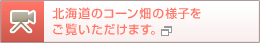北海道のコーン畑の様子をご覧いただけます。
